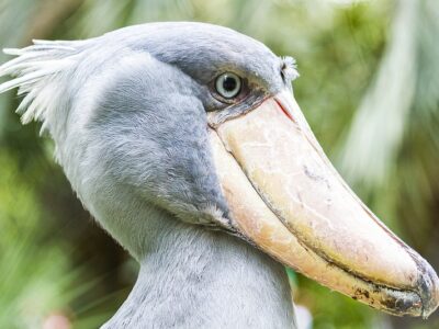 Uganda Tour Packages For Vacationers