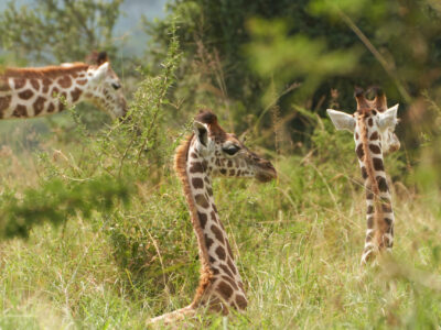 Uganda Tour Packages For Vacationers