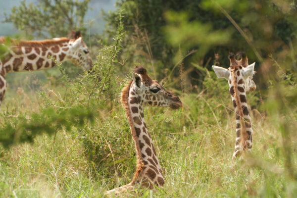 Uganda Tour Packages For Vacationers