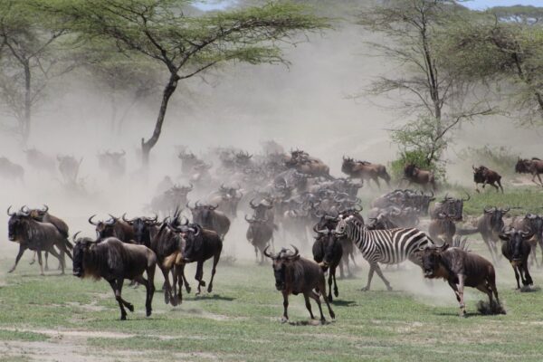 Wildebeest Packages Wildebeest Packages