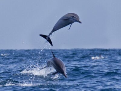 Zanzibar Dolphin Tour Zanzibar Dolphin Tour