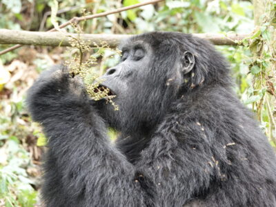 4-Hour Gorilla Habituation Experience
