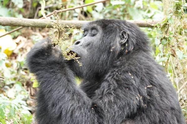 4-Hour Gorilla Habituation Experience
