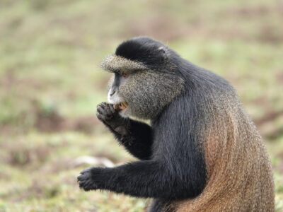 8 Days Best Of Rwanda Safari