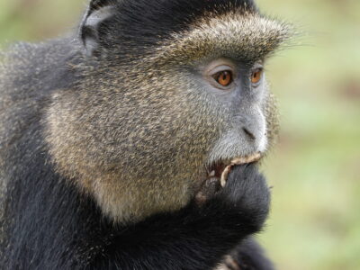 9 Days Rwanda Safari