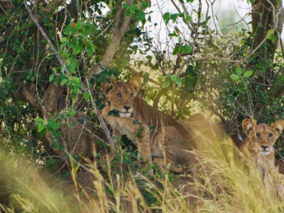 East Africa Safari Tour