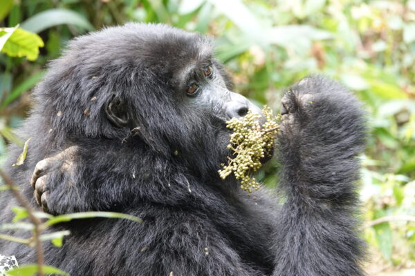Gorilla Habituation Experience Gorilla Habituation Experience