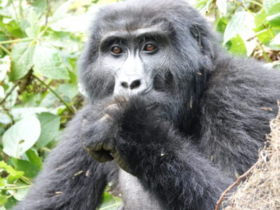 Gorilla Trekking Tours From Australia Gorilla Trekking Tours From Australia