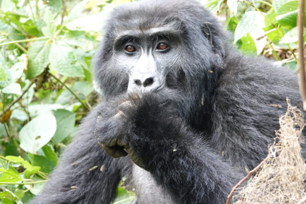 Gorilla Trekking Tours From Australia Gorilla Trekking Tours From Australia