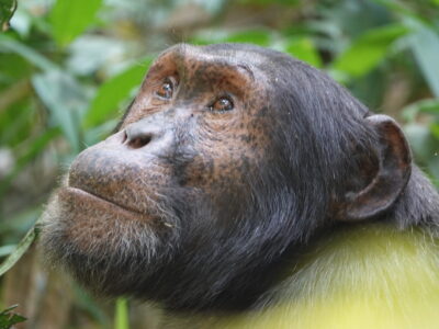 Gorillas And Chimpanzee Habituation Gorillas And Chimpanzee Habituation