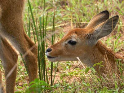 1 Day Affordable Murchison Falls Safari 1 Day Affordable Murchison Falls Safari