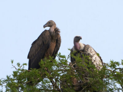 3 Day Affordable Murchison Falls Safari 3 Day Affordable Murchison Falls Safari