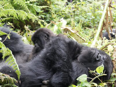 3-Day Rwanda Gorilla Tour