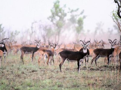 7-Day White-Eared Kob Migration Safari 7-Day White-Eared Kob Migration Safari