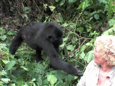 Accessible Rwanda Gorilla Trekking Africa