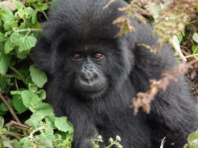Accessible Rwanda Gorilla Trekking Accessible Rwanda Gorilla Trekking