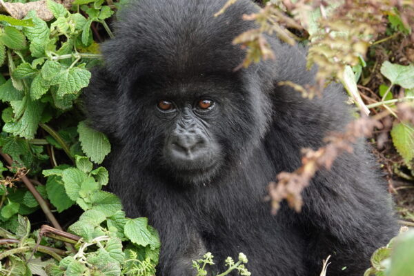 Accessible Rwanda Gorilla Trekking Accessible Rwanda Gorilla Trekking
