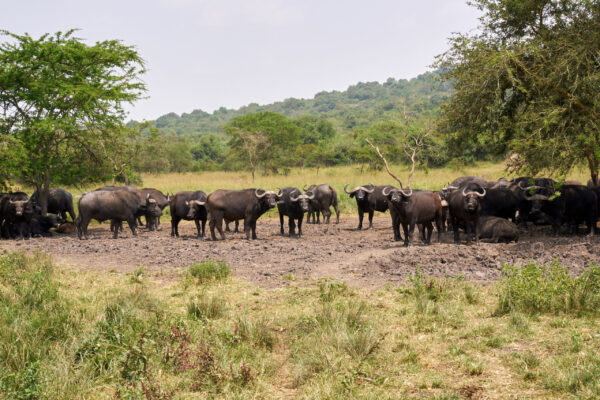 African Bush Safaris And Beach Vacation African Bush Safaris And Beach Vacation