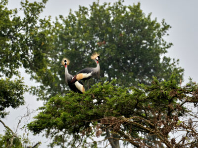 African Photo Safaris