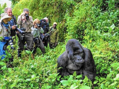 Approved Rwanda Gorilla Trekking Africa
