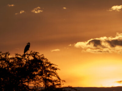 Botswana Photographic Safaris