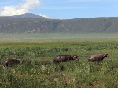 Classic Ngorongoro Crater Safari Classic Ngorongoro Crater Safari