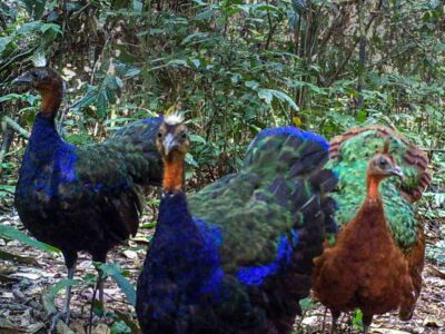 Congo Peacock Congo Peacock