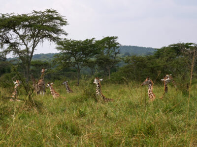 First African Safari First African Safari