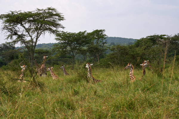 First African Safari First African Safari
