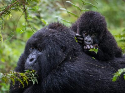 Gorilla Expedition Adventure Tours