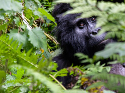 Gorilla Permits