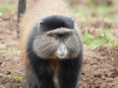 Gorilla Trek Rwanda
