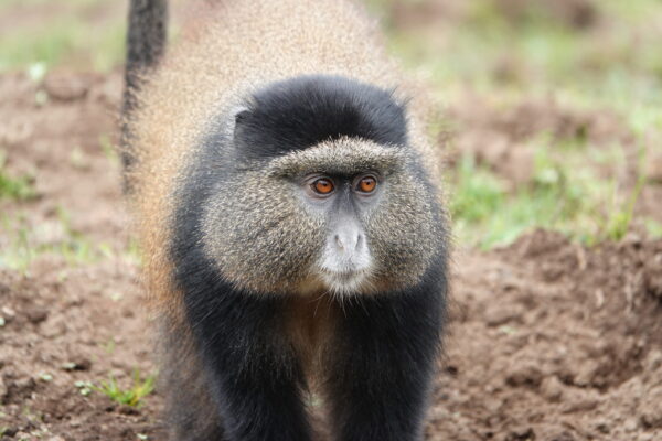 Gorilla Trek Rwanda Gorilla Trek Rwanda