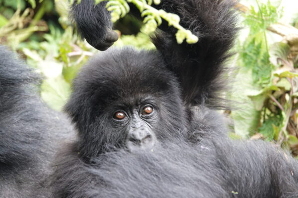 Gorilla Trek Rwanda