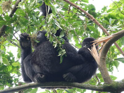Gorilla Trekking And Lake Mutanda