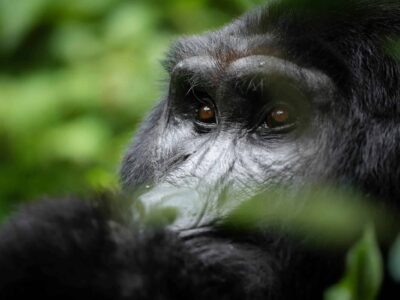 Gorilla Trips In Uganda