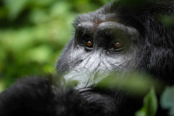 Gorilla Trips In Uganda