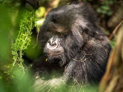 Gorilla Trips In Uganda Africa