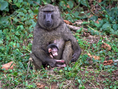 Itinerary Guide To Rwanda And Uganda Itinerary Guide To Rwanda And Uganda