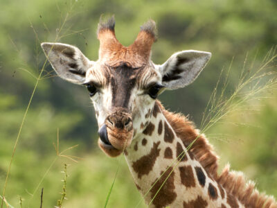 Kidepo National Park