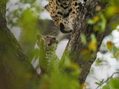Malaria-Free Safaris Africa