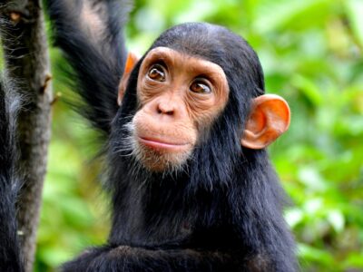 Ngamba Chimpanzee Safari