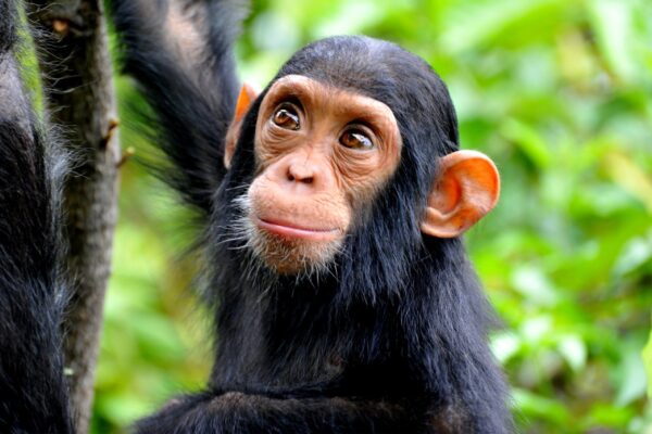 Ngamba Chimpanzee Safari