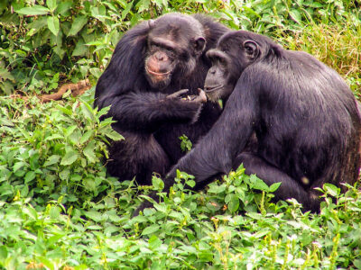 Ngamba Chimpanzee Safari Ngamba Chimpanzee Safari