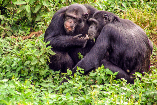 Ngamba Chimpanzee Safari