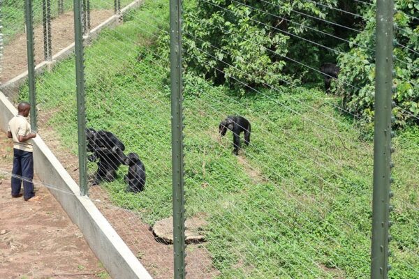 Ngamba Island Chimpanzee Sanctuary Ngamba Island Chimpanzee Sanctuary