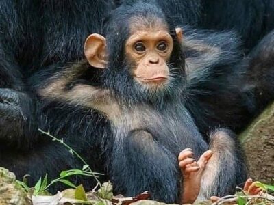 Ngamba Island Chimpanzee Sanctuary