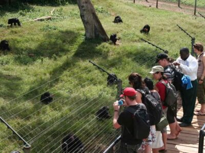 Ngamba Island Chimpanzee Sanctuary