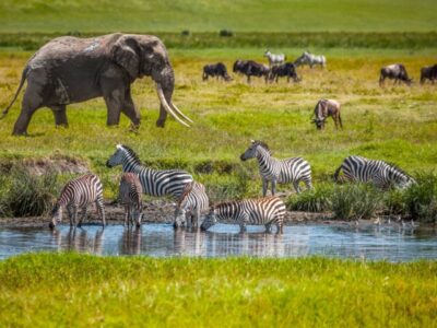 Ngorongoro & Serengeti Combo Safari Ngorongoro & Serengeti Combo Safari