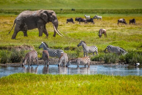 Ngorongoro & Serengeti Combo Safari